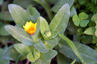 Calendula arvensis